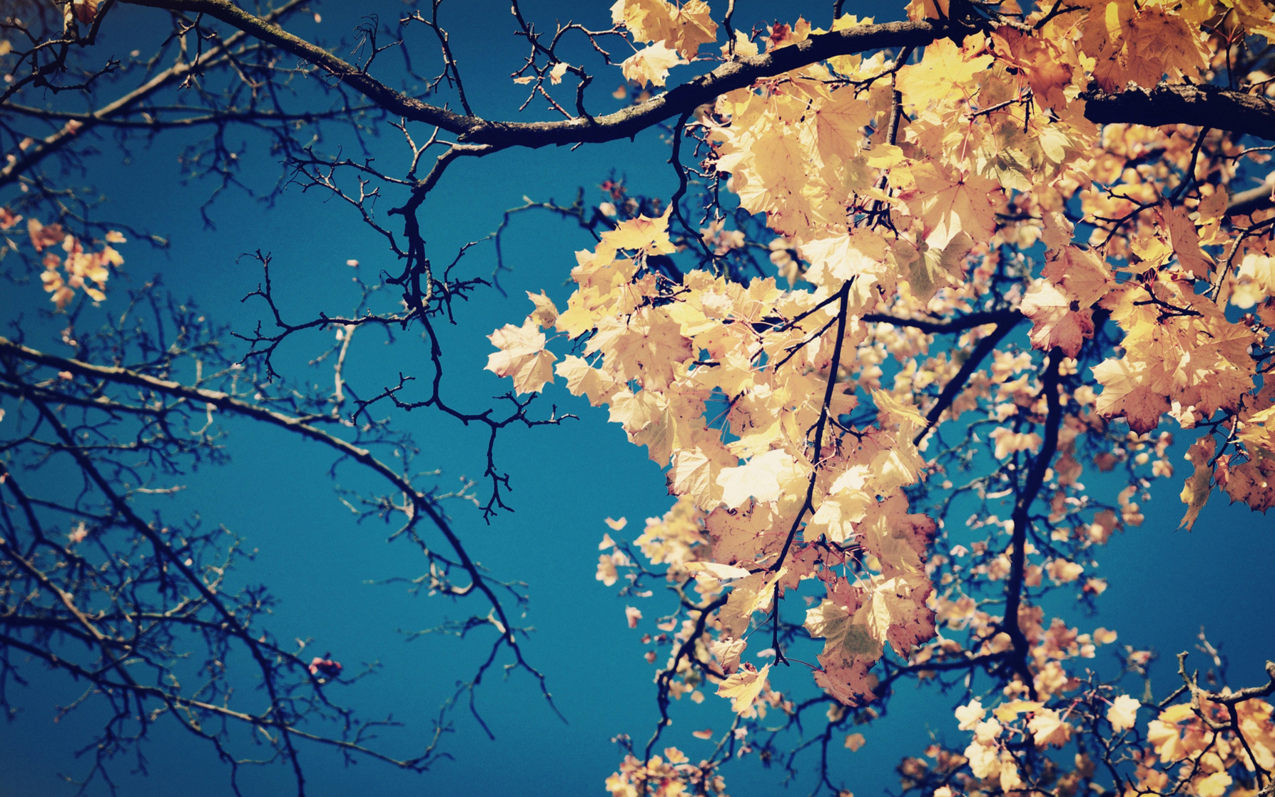Fall Leaves wallpaper 2560x1600