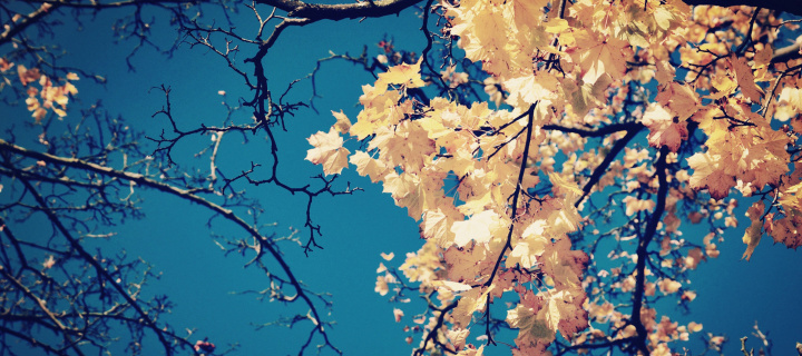 Fall Leaves wallpaper 720x320