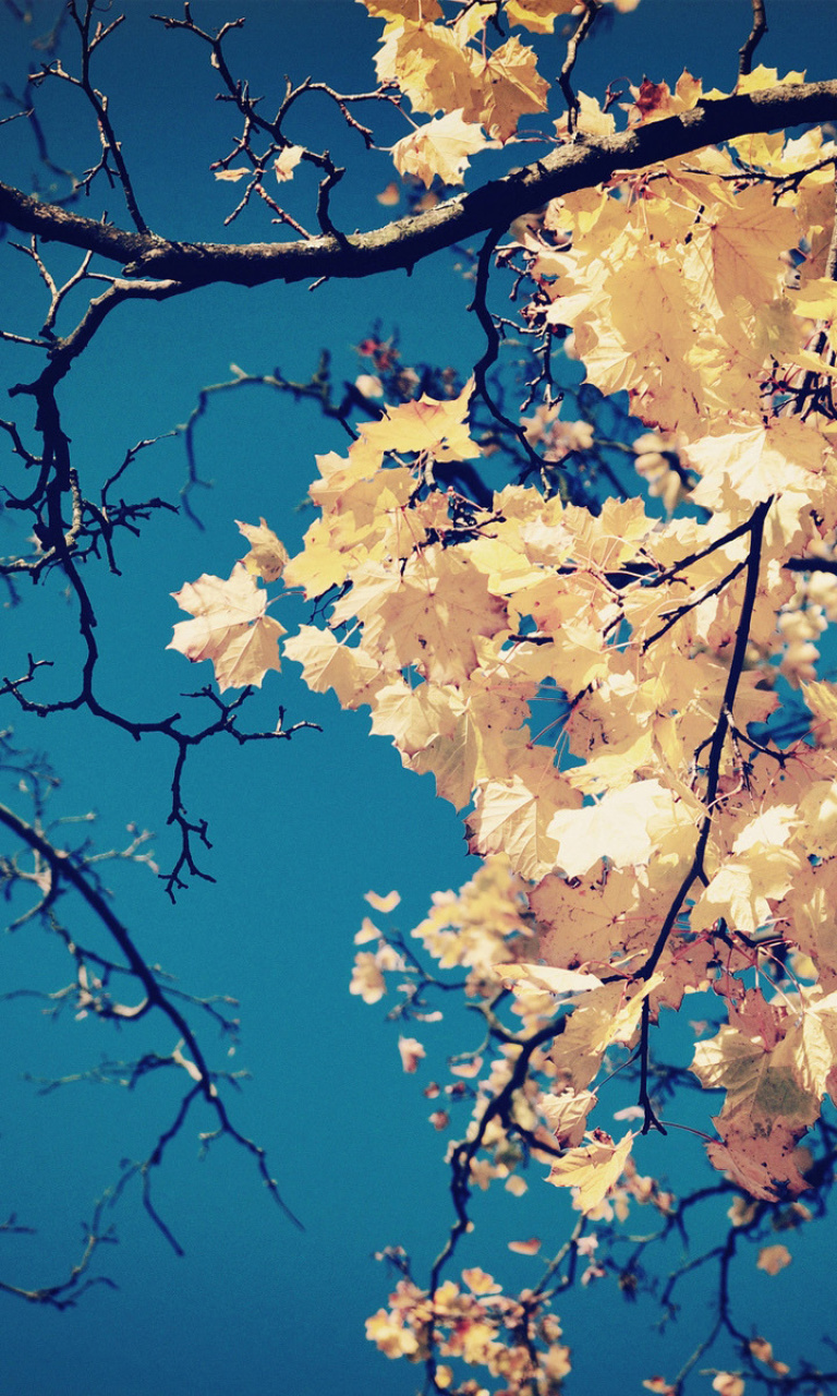 Fall Leaves wallpaper 768x1280