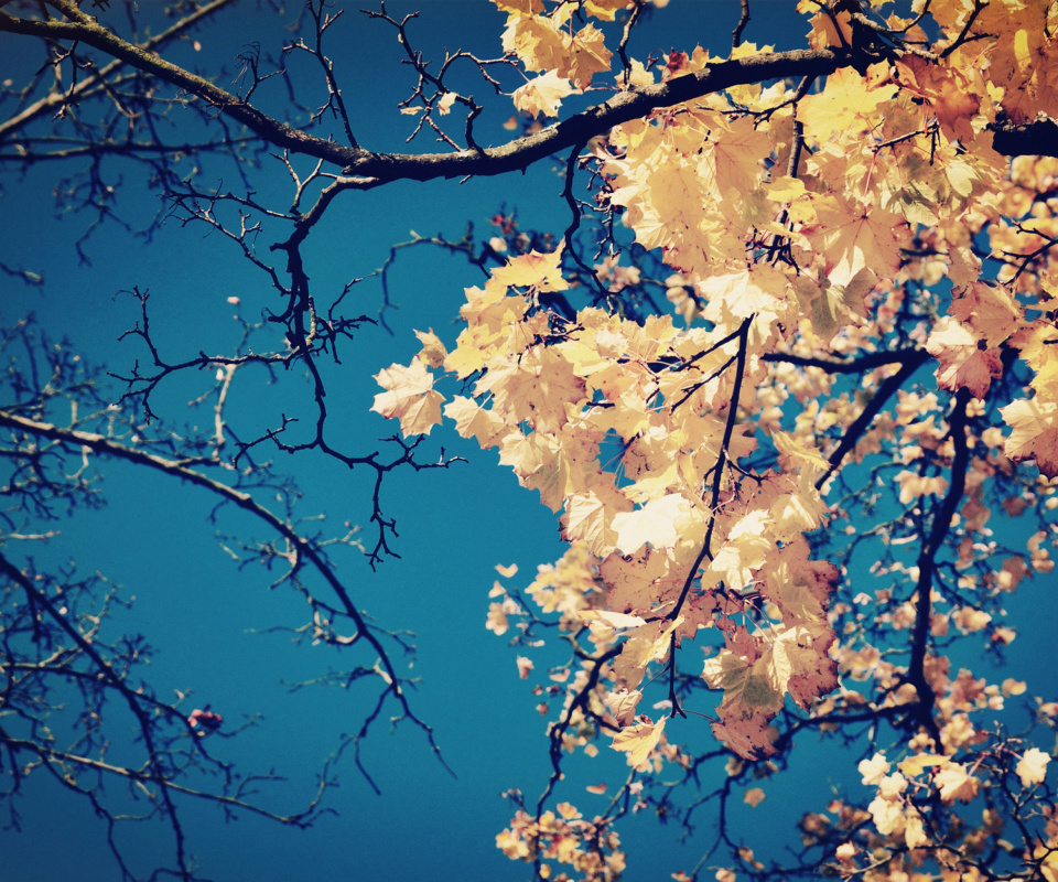 Fall Leaves screenshot #1 960x800