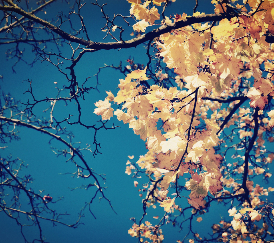 Fall Leaves wallpaper 960x854