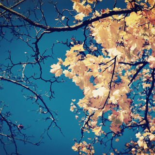 Fall Leaves sfondi gratuiti per iPad mini