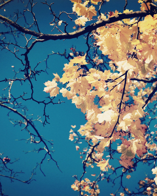 Fall Leaves - Obrázkek zdarma pro 480x800