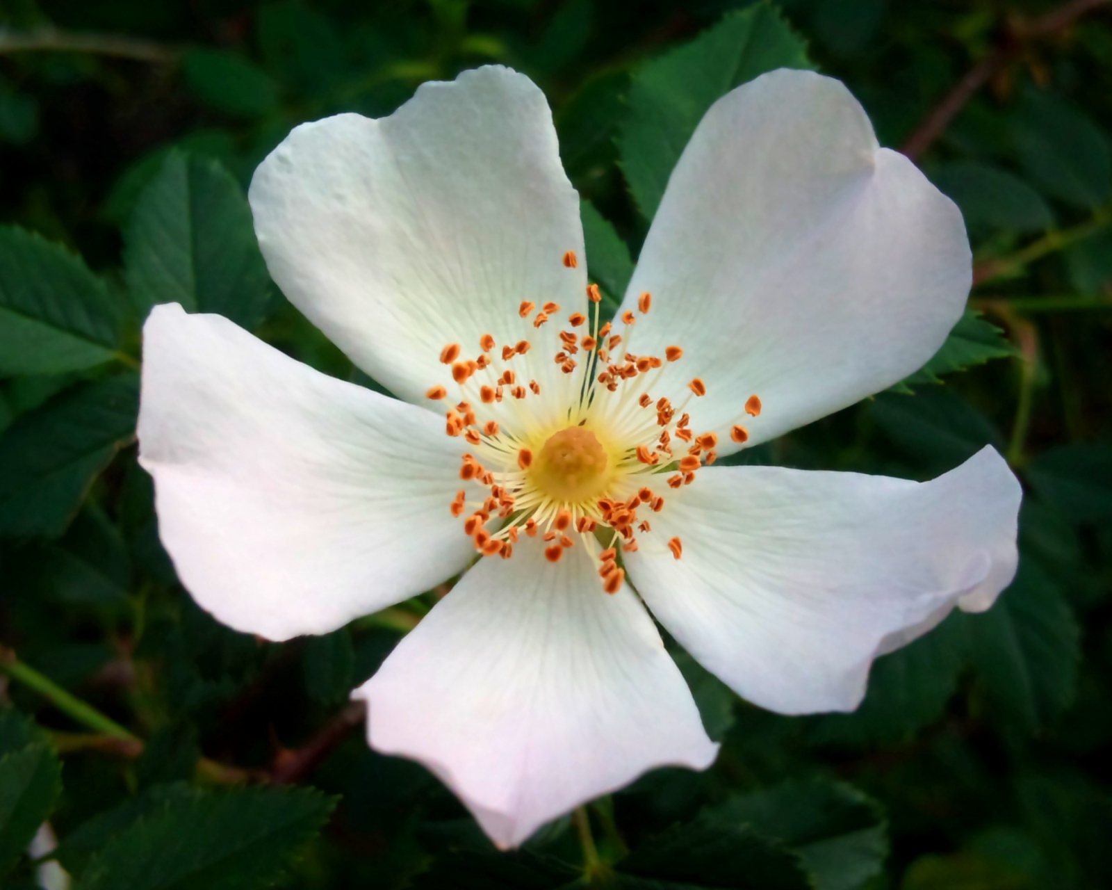 Rosa Canina screenshot #1 1600x1280