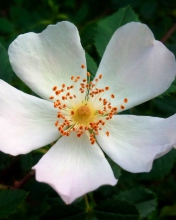 Rosa Canina wallpaper 176x220