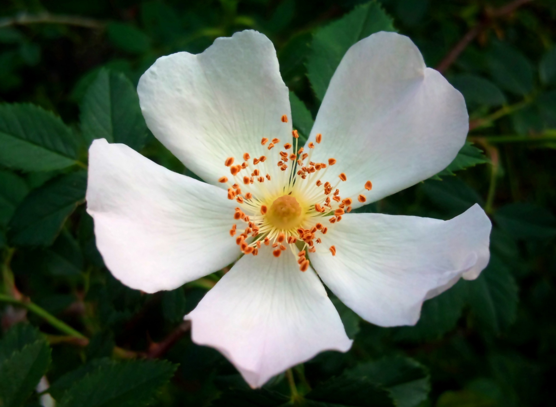 Rosa Canina wallpaper 1920x1408