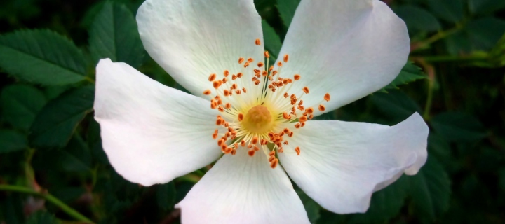 Rosa Canina wallpaper 720x320