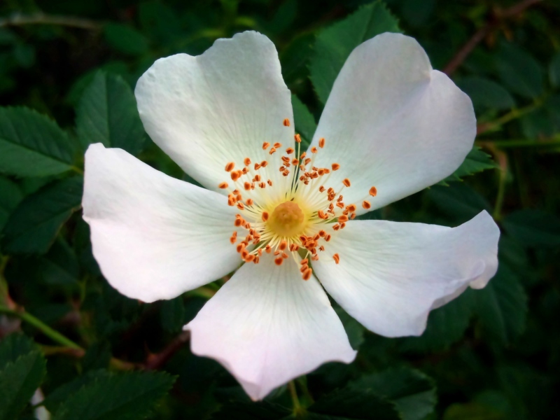 Rosa Canina wallpaper 800x600