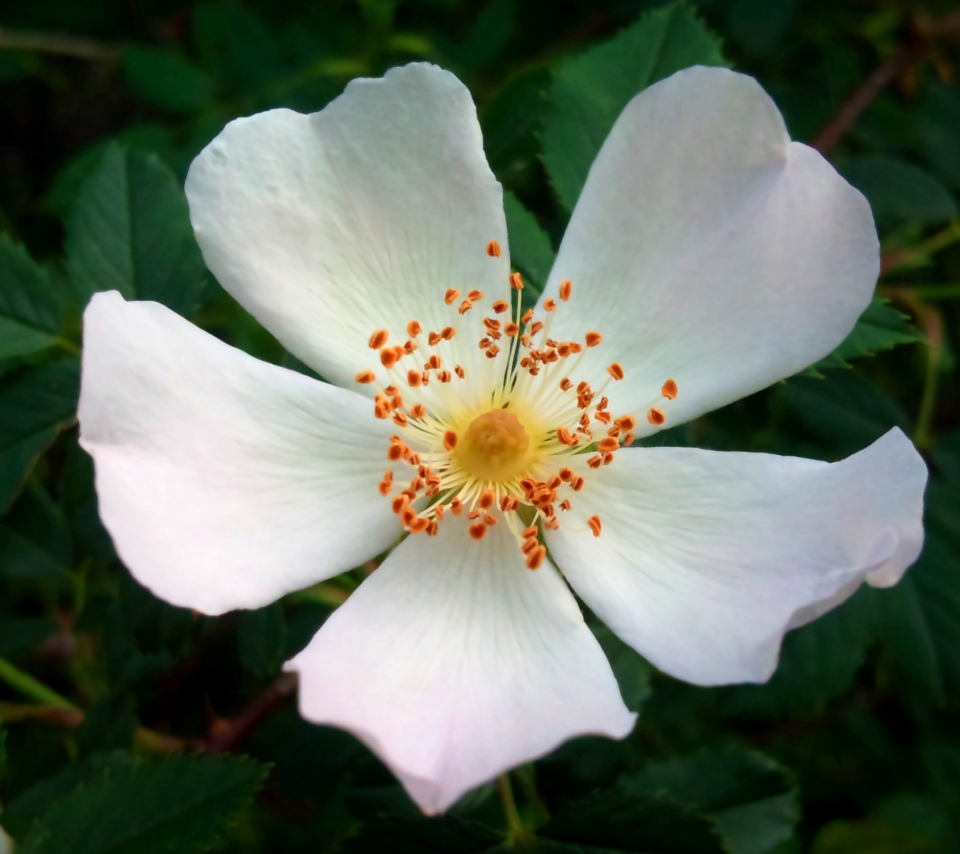 Rosa Canina wallpaper 960x854