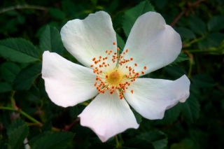 Free Rosa Canina Picture for HTC Desire 500