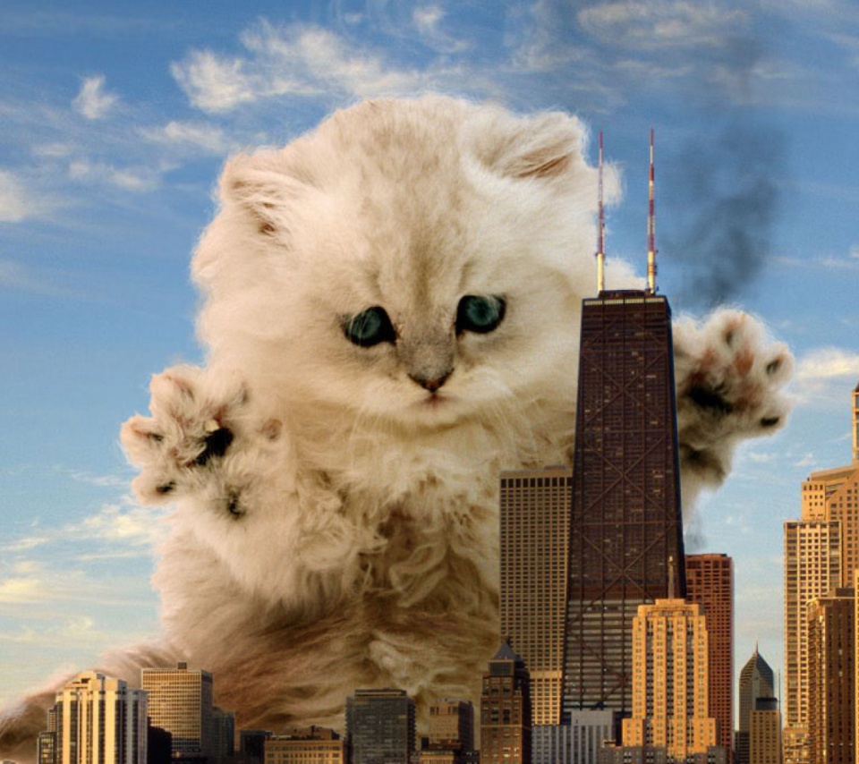 Dangerous Cat wallpaper 960x854