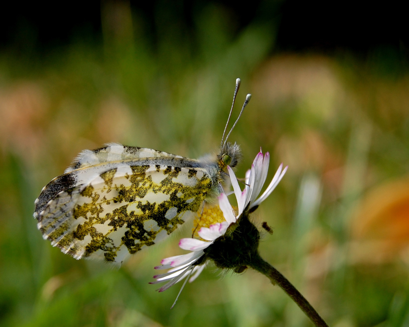 Sfondi Macro Photo Butterfly 1600x1280