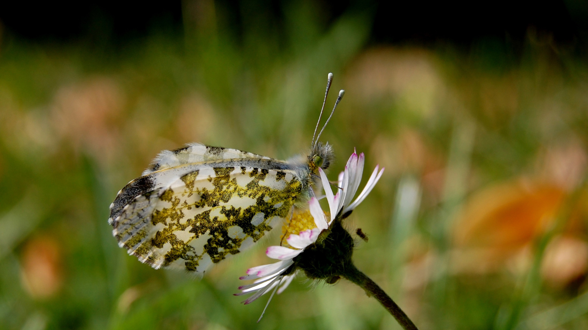 Macro Photo Butterfly wallpaper 1920x1080