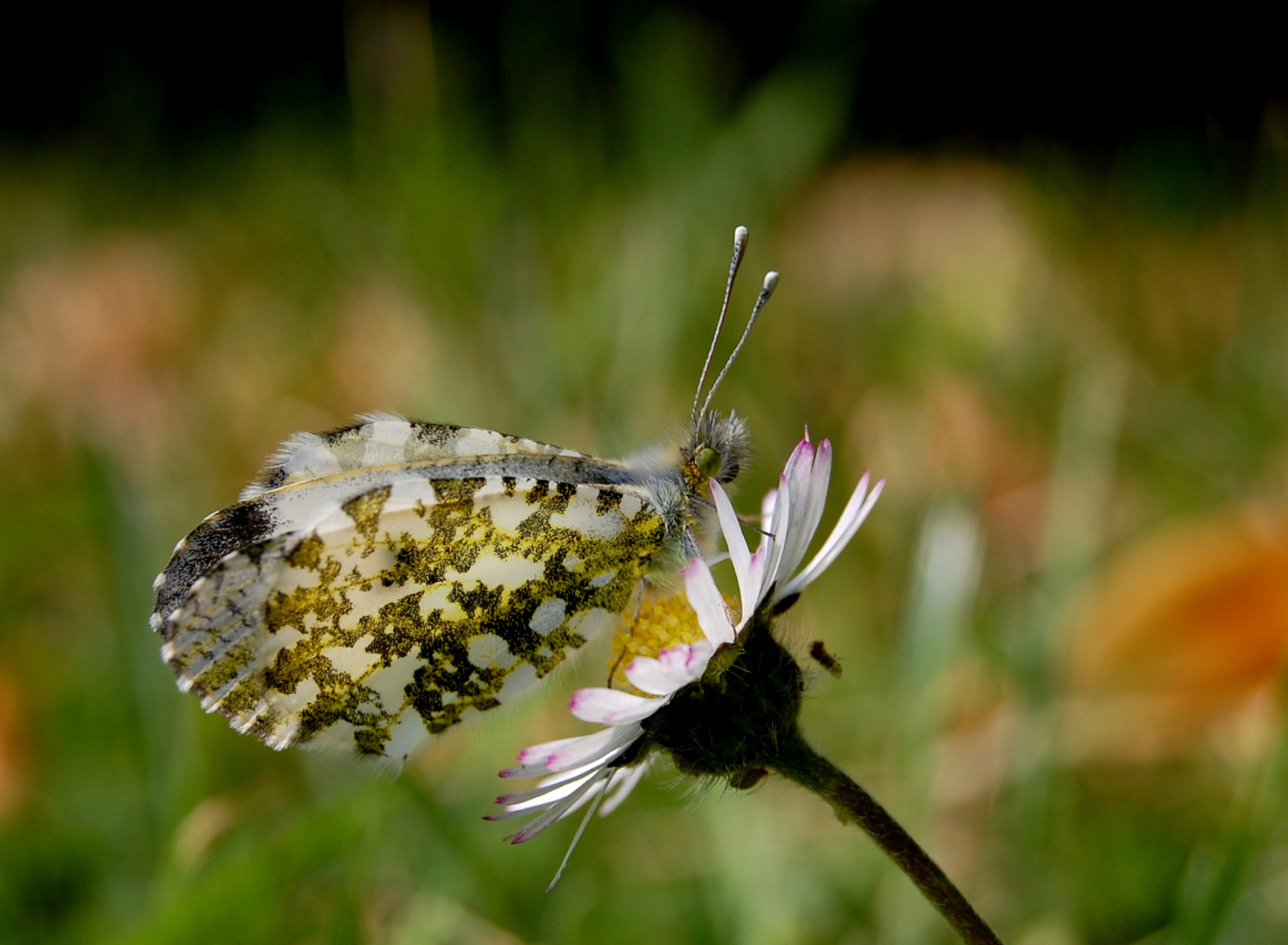 Das Macro Photo Butterfly Wallpaper 1920x1408