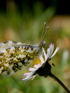 Обои Macro Photo Butterfly 240x320