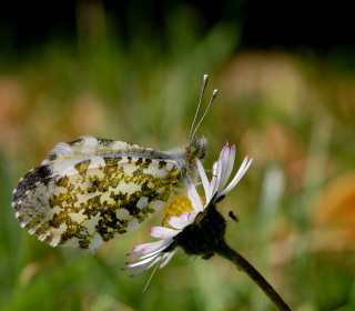 Macro Photo Butterfly - Obrázkek zdarma pro 128x128