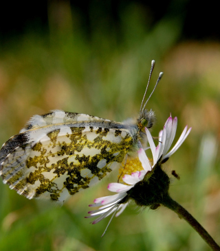 Macro Photo Butterfly - Fondos de pantalla gratis para Nokia 5800 XpressMusic