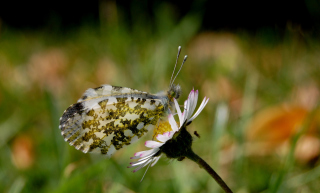 Macro Photo Butterfly - Obrázkek zdarma 