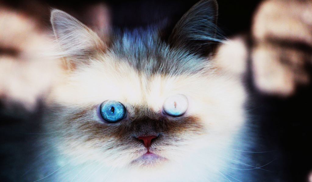 Hypnotizing Cat Eyes screenshot #1 1024x600
