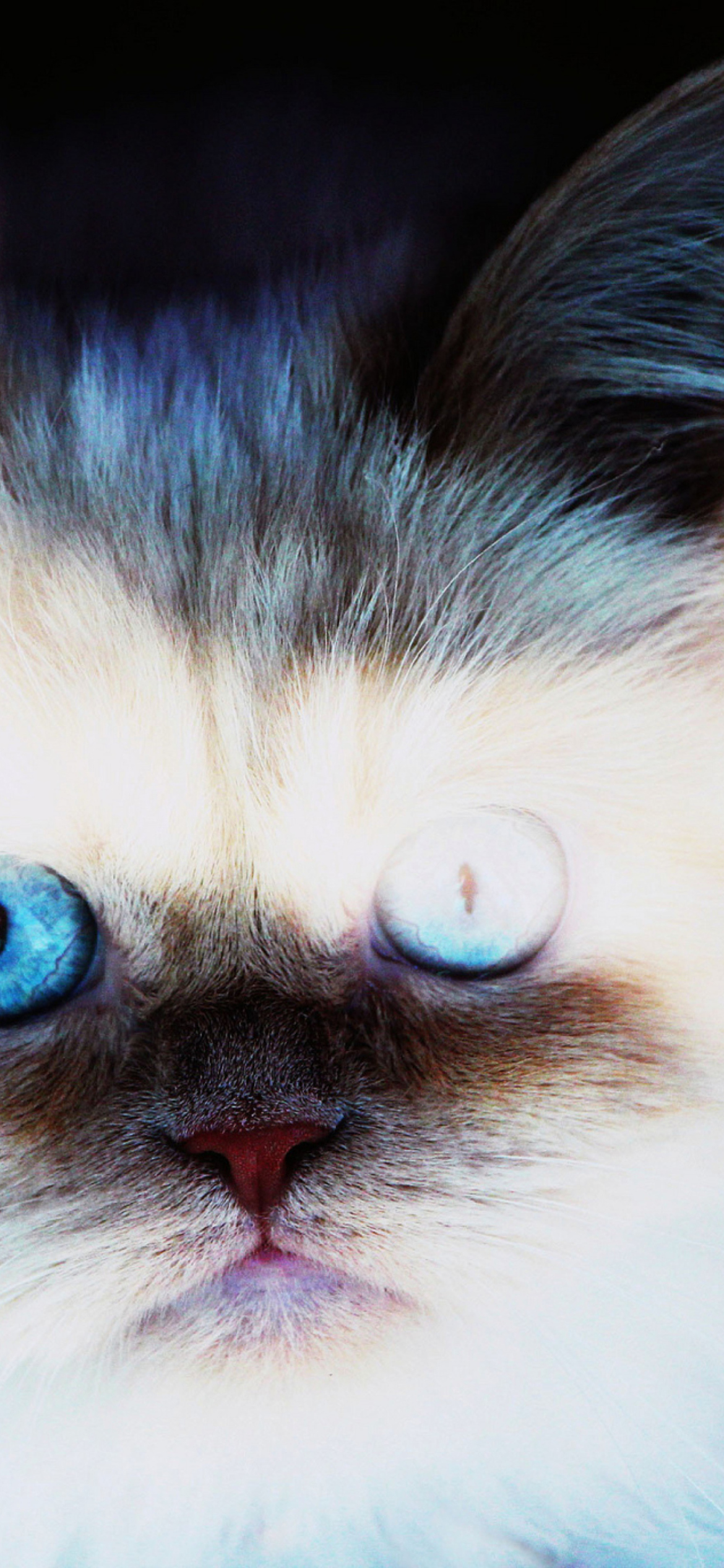 Hypnotizing Cat Eyes screenshot #1 1170x2532