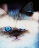 Hypnotizing Cat Eyes screenshot #1 128x160