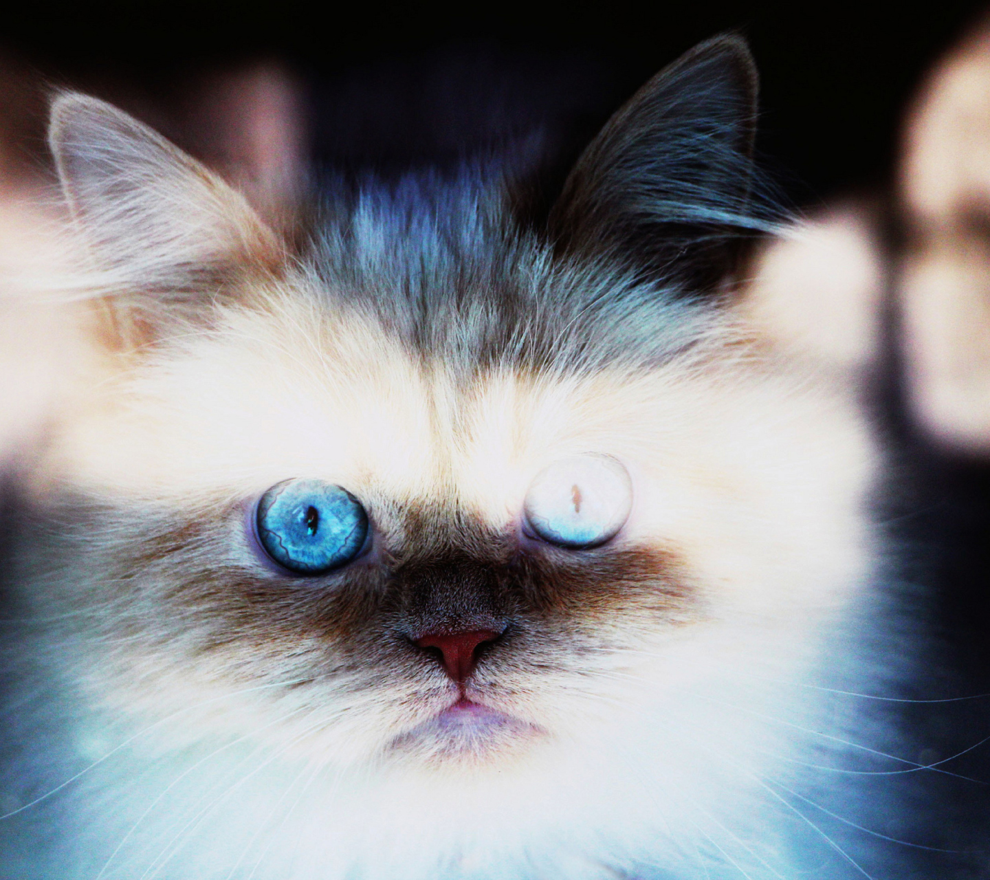 Hypnotizing Cat Eyes screenshot #1 1440x1280