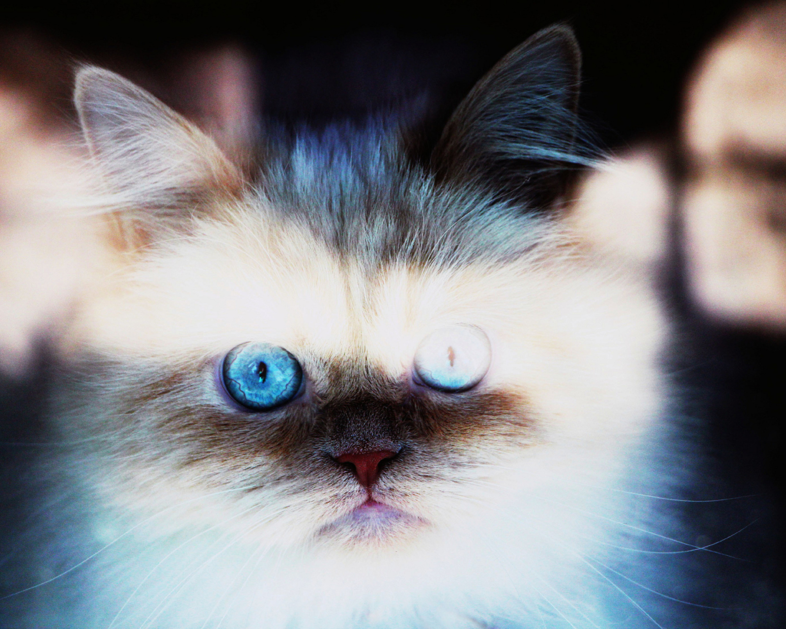 Das Hypnotizing Cat Eyes Wallpaper 1600x1280