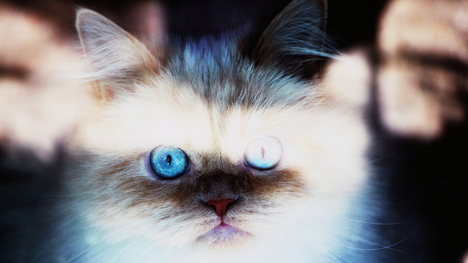 Fondo de pantalla Hypnotizing Cat Eyes 1600x900