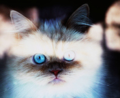 Hypnotizing Cat Eyes screenshot #1 176x144