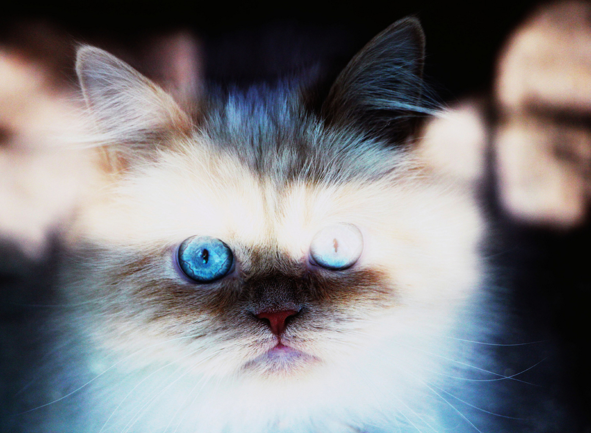 Hypnotizing Cat Eyes screenshot #1 1920x1408