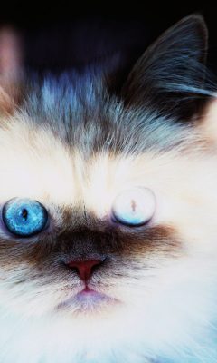 Screenshot №1 pro téma Hypnotizing Cat Eyes 240x400