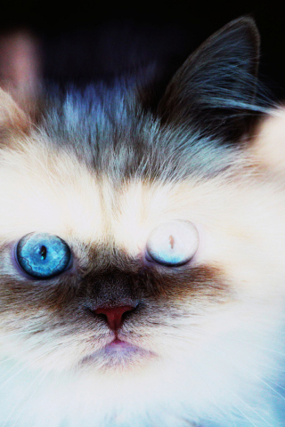 Hypnotizing Cat Eyes screenshot #1 320x480