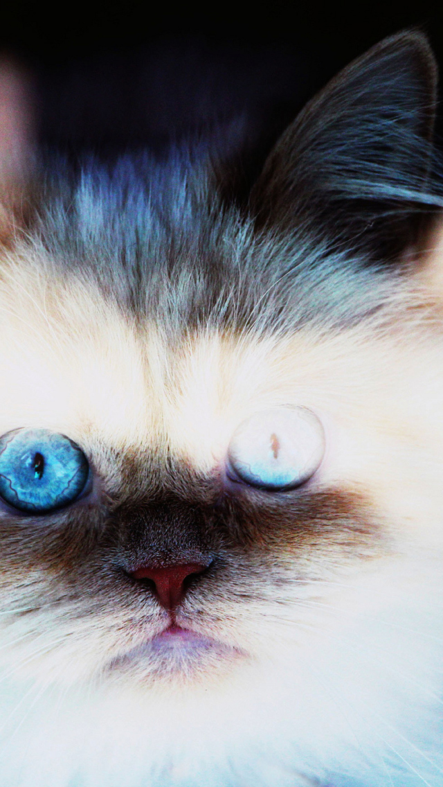 Fondo de pantalla Hypnotizing Cat Eyes 640x1136