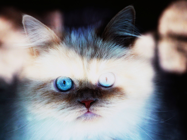 Fondo de pantalla Hypnotizing Cat Eyes 640x480