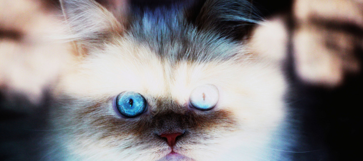 Hypnotizing Cat Eyes screenshot #1 720x320