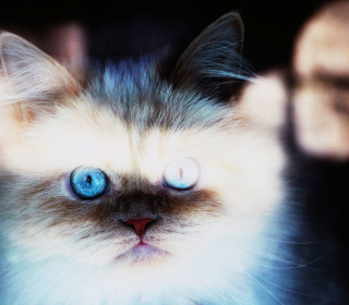 Hypnotizing Cat Eyes sfondi gratuiti per iPad mini