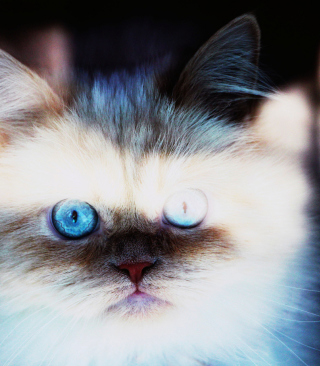 Hypnotizing Cat Eyes sfondi gratuiti per iPhone 6