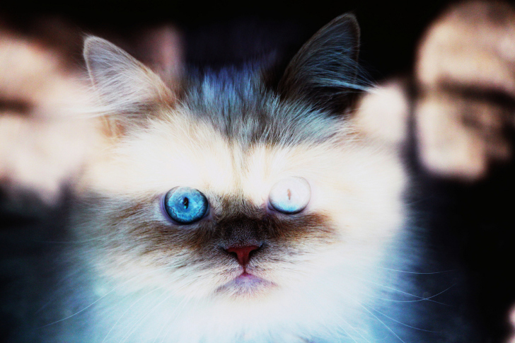 Sfondi Hypnotizing Cat Eyes