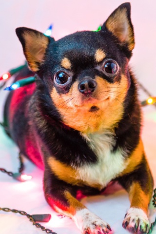 Chihuahua Dog screenshot #1 320x480