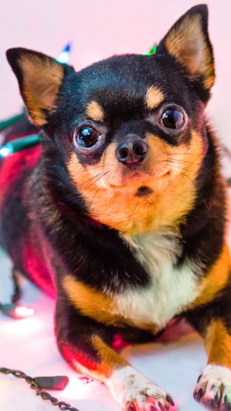 Chihuahua Dog screenshot #1 750x1334