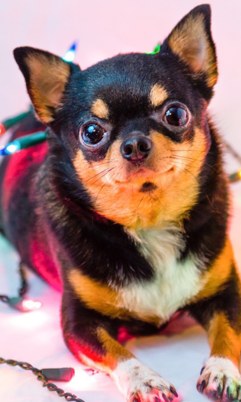 Chihuahua Dog wallpaper 768x1280