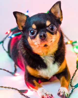 Chihuahua Dog sfondi gratuiti per iPhone 6