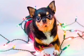Chihuahua Dog - Obrázkek zdarma 