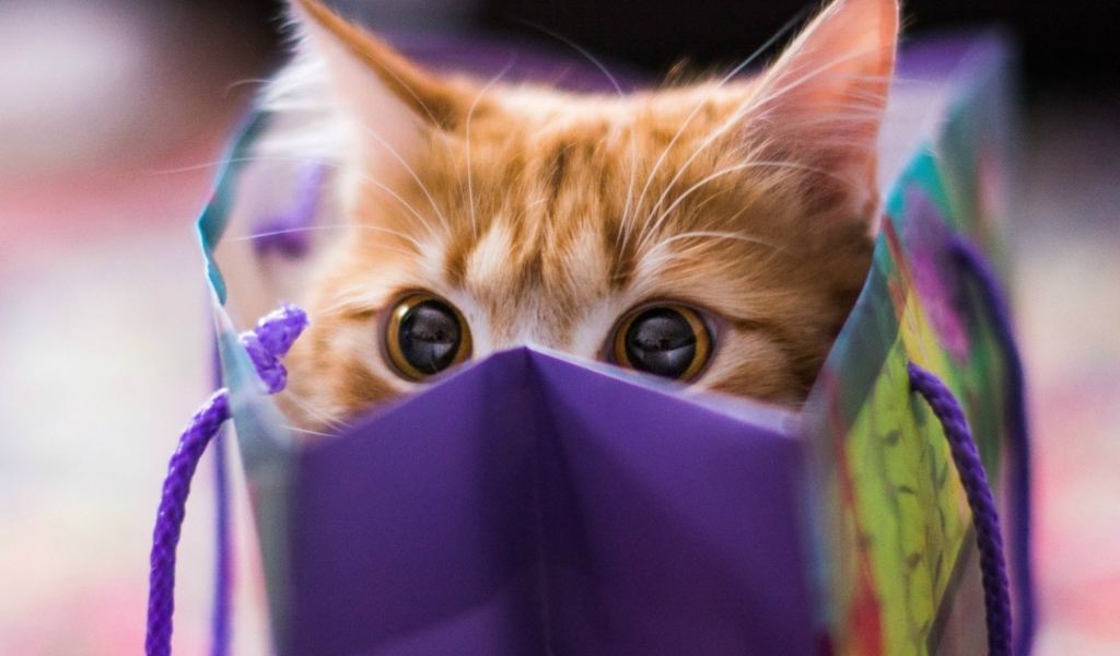 Обои Funny Kitten In Bag 1024x600