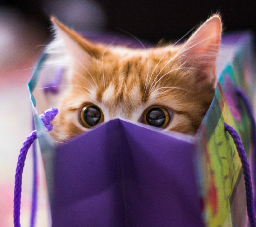 Das Funny Kitten In Bag Wallpaper 1080x960