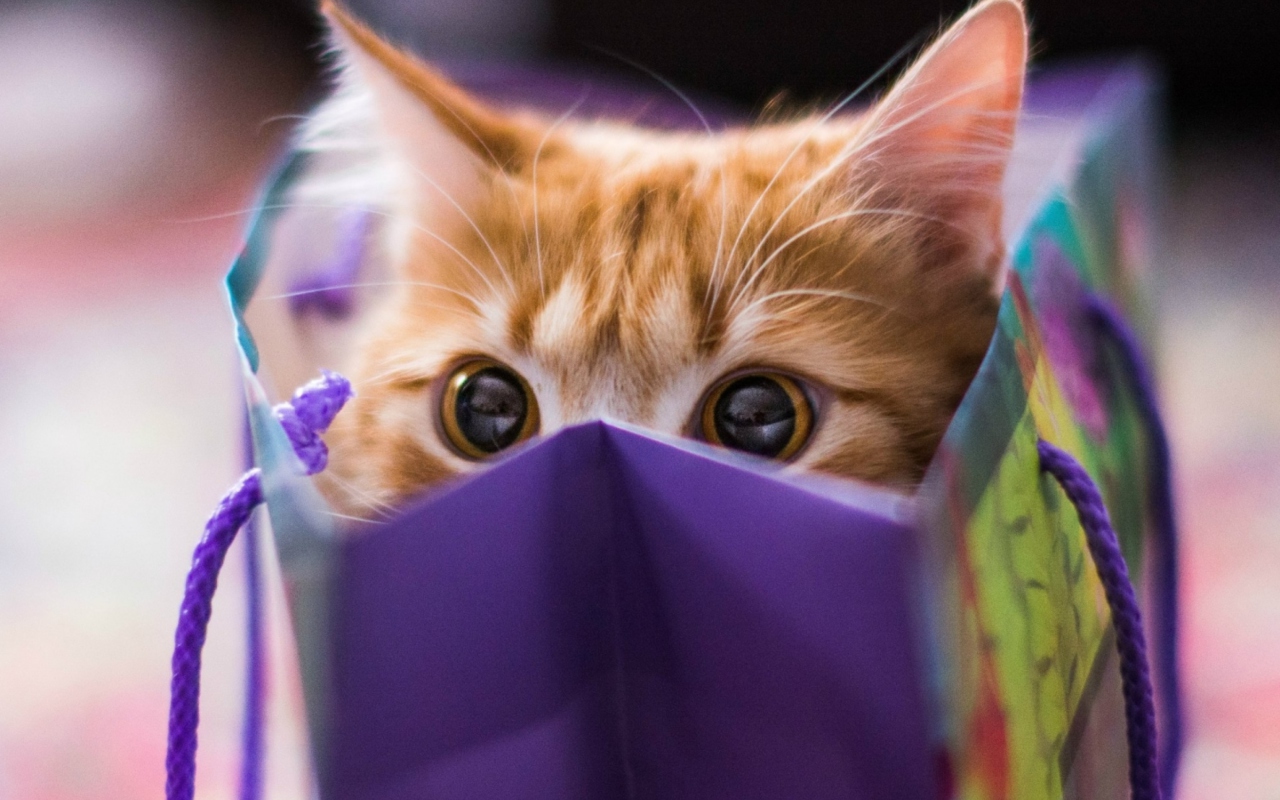 Funny Kitten In Bag wallpaper 1280x800