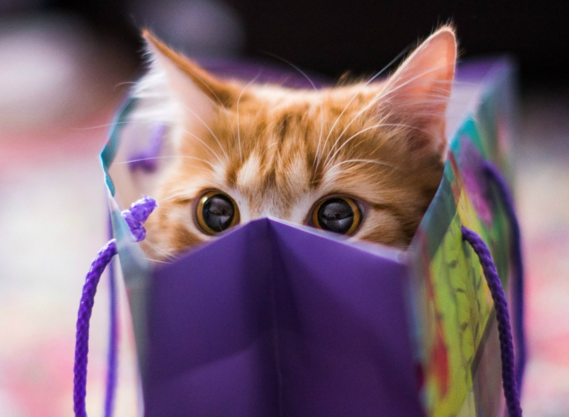 Funny Kitten In Bag wallpaper 1920x1408