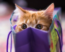 Fondo de pantalla Funny Kitten In Bag 220x176