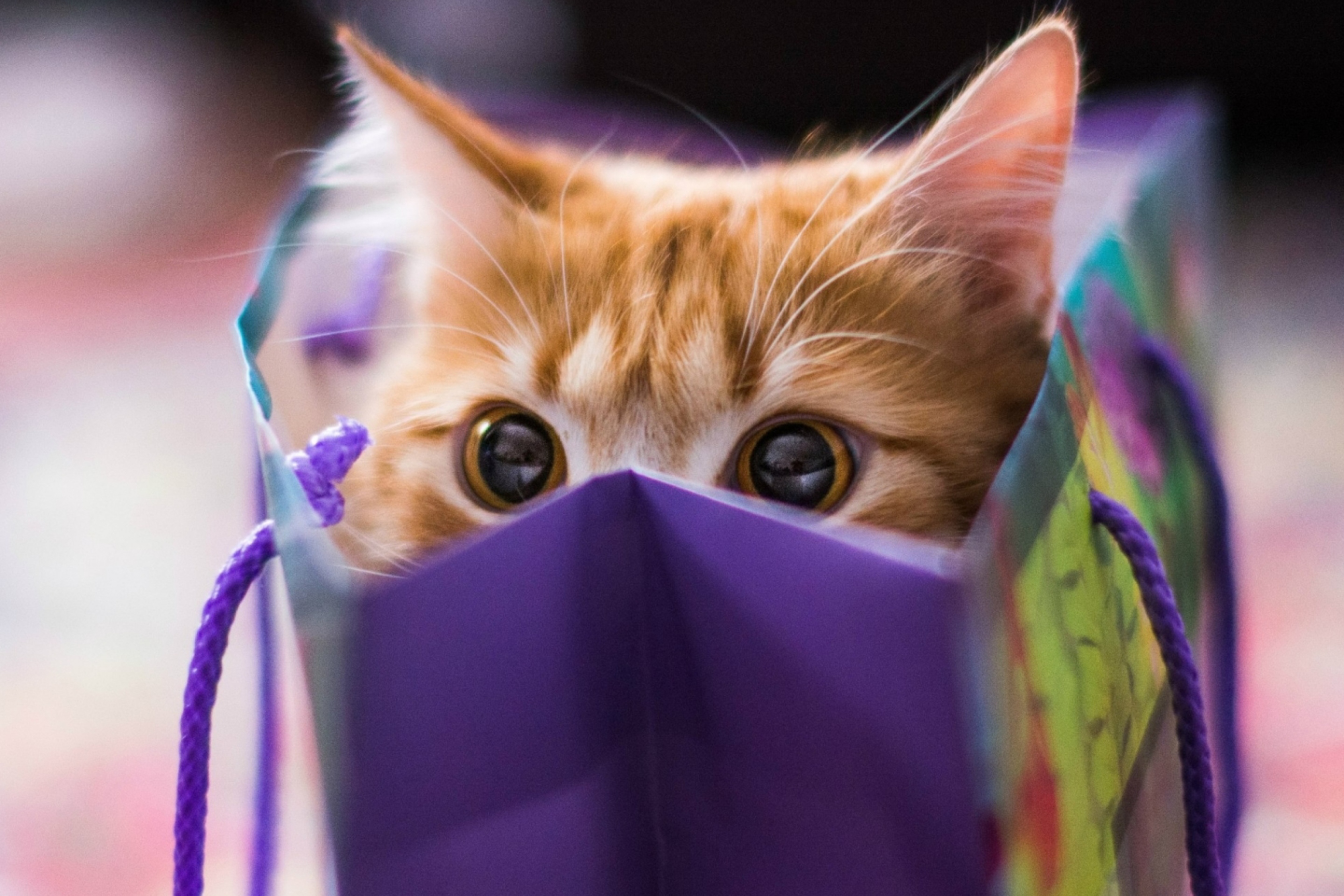 Funny Kitten In Bag screenshot #1 2880x1920