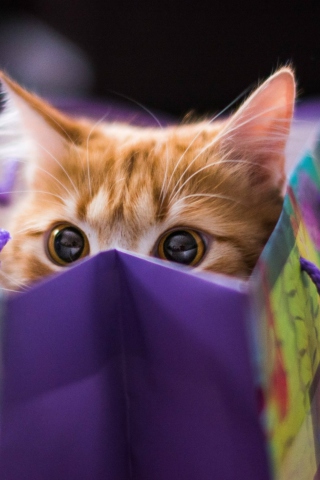 Fondo de pantalla Funny Kitten In Bag 320x480